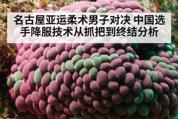 名古屋亚运柔术男子对决 中国选手降服技术从抓把到终结分析